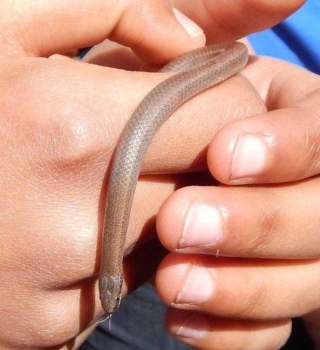 iNaturalist observation photo of Common Sharp-tailed Snake