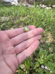 Allium fraseri