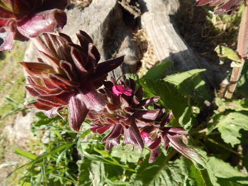 iNaturalist observation photo of Hummingbird Sage