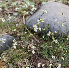 Draba verna