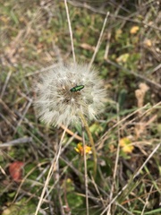 Psilothrix viridicoerulea