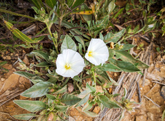 Convolvulus lineatus