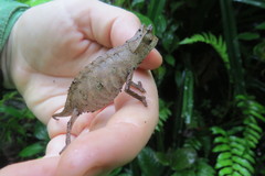 Brookesia superciliaris