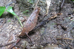 Brookesia superciliaris