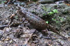 Brookesia superciliaris
