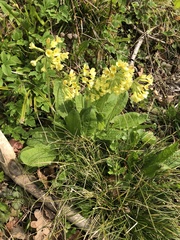 Primula veris