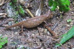 Brookesia superciliaris