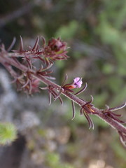 Muraltia squarrosa