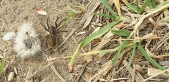 Alopecosa