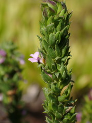 Muraltia squarrosa