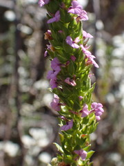 Muraltia squarrosa