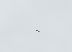 Larus fuscus barabensis