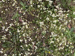 Draba verna