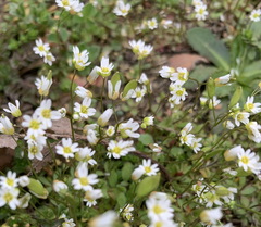 Draba verna