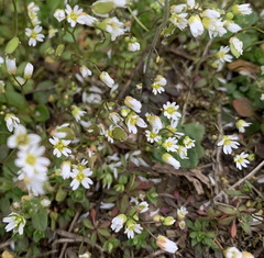 Draba verna
