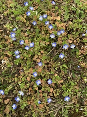 Veronica persica