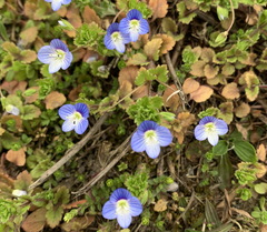 Veronica persica