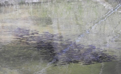 Phrynomantis annectens