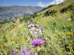 Melanargia russiae