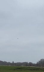 Haliaeetus albicilla