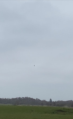 Haliaeetus albicilla