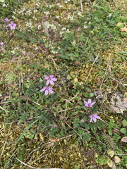 Erodium cicutarium