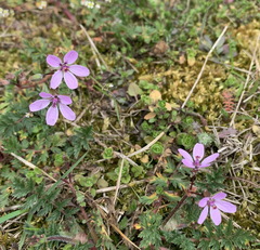 Erodium cicutarium