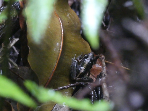 Ptychadena nilotica