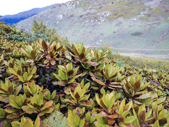 Rhododendron caucasicum