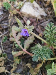 Erodium ciconium