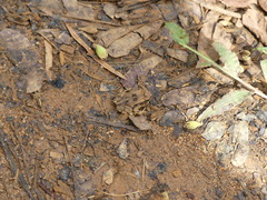 Sclerophrys brauni