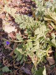 Erodium ciconium