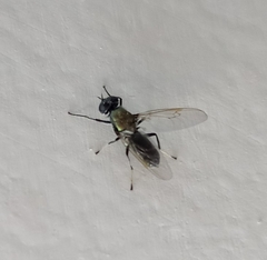 Prosopochrysa vitripennis