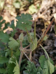 Erodium ciconium