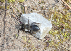 Andrena cineraria