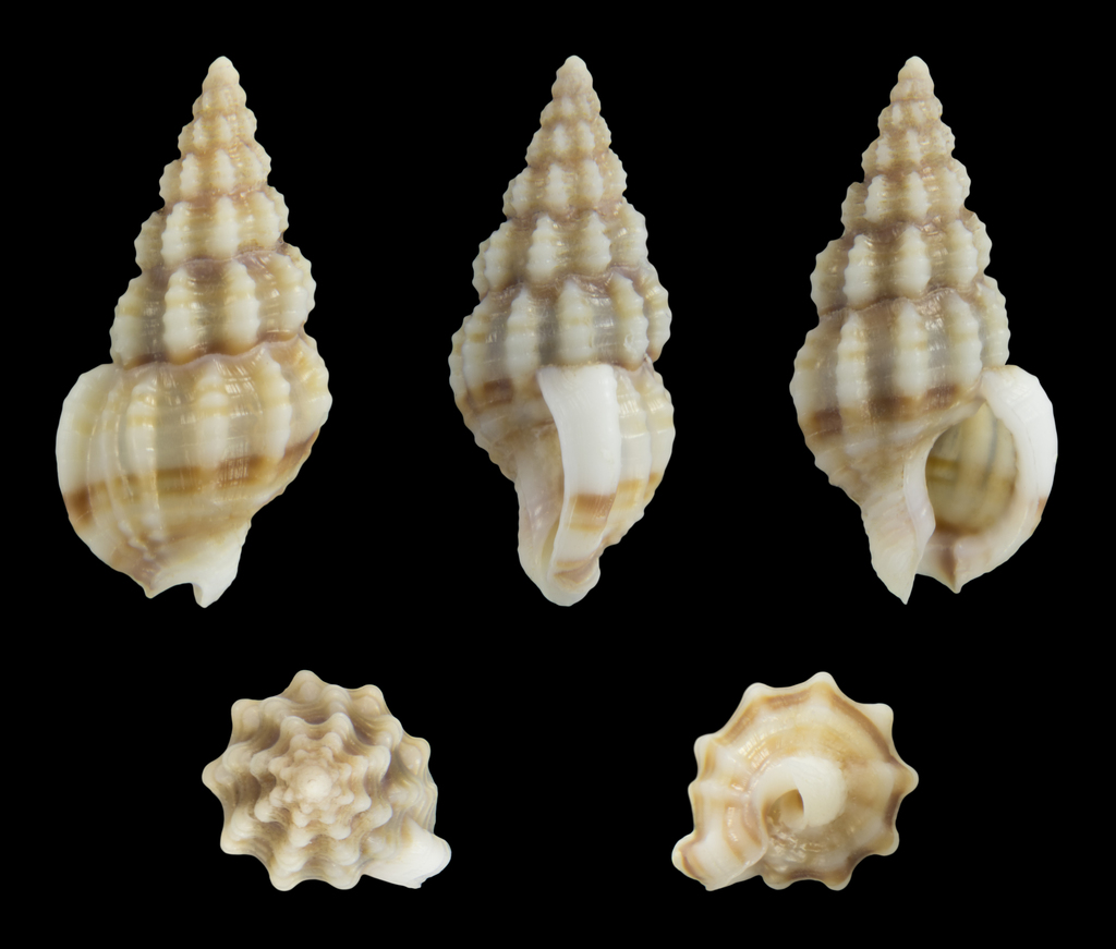 Naytia vaucheri
