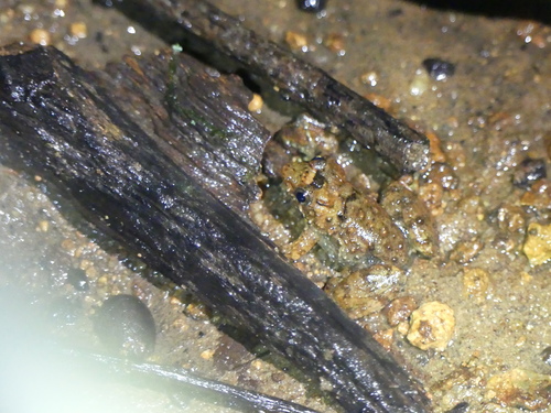 Phrynobatrachus krefftii