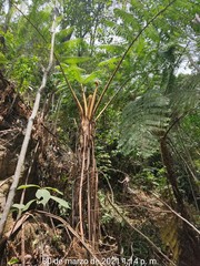 Sphaeropteris horrida