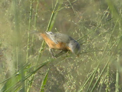 Sporophila hypoxantha
