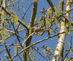Linaria cannabina cannabina