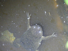 Xenopus borealis