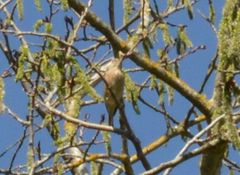 Linaria cannabina cannabina