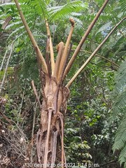 Sphaeropteris horrida