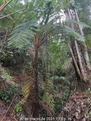 Sphaeropteris horrida