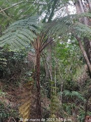 Sphaeropteris horrida