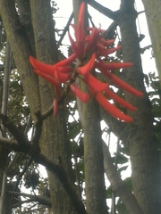 Erythrina rubrinervia