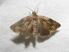 Olethreutes permundana