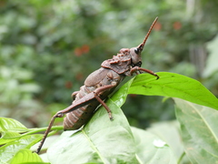 Loveridgacris impotens