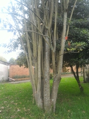 Erythrina rubrinervia