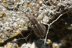 Sitona lineatus